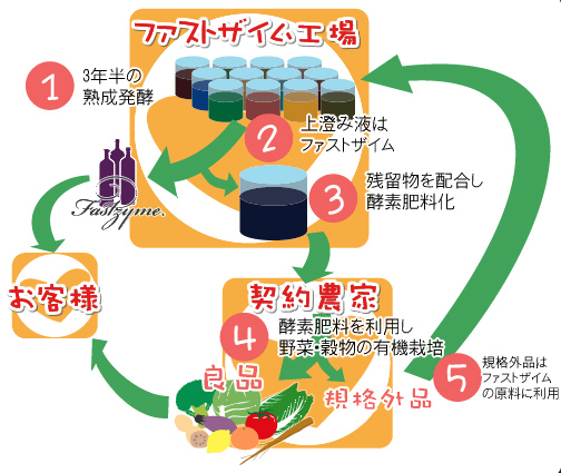 ファストザイム　調和循環システム