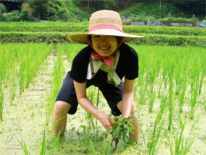 羽鹿さんの玄米：プレマスタッフの田植え体験