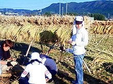 昔ながらの天日乾燥