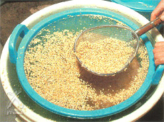 井手さんのお米：種の塩水選