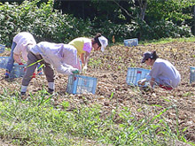 今金男爵：8月20日の減農薬栽培品収穫風景