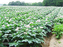 今金男爵：畑に咲く「今金男爵」の花