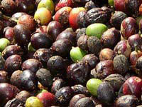 収穫されたコーヒーの果実2