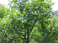 柿茶：柿の葉