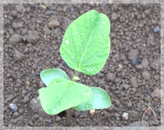 大豆の芽の写真
