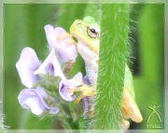 大豆の花とカエルの写真