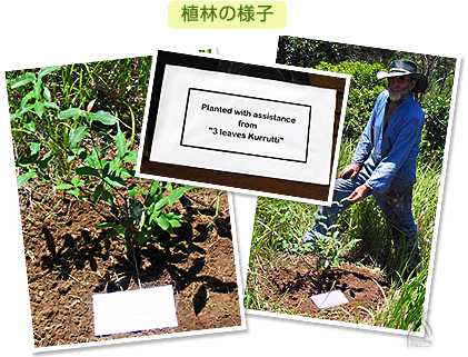 植林の様子