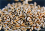 佐賀平野で収穫されるシロガネ小麦