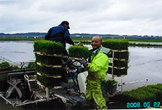 紙マルチ田植え作業2