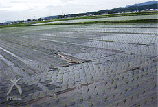 田植え後