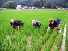 手除草