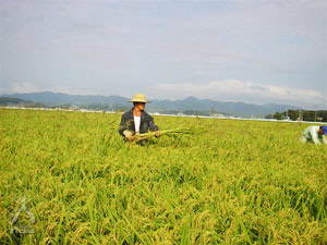 手除草は収穫近くまで行われます