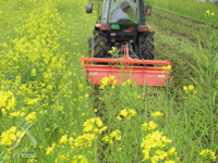 菜の花を鋤き込んで「土づくり」