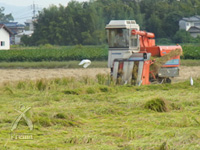 23年産米収穫中