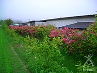 これらの植物も原材料になります