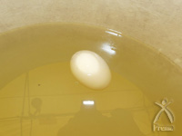 籾の比重を計るために塩水を作ります。しっかり卵が寝るとちょうどよい濃さ。