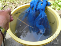 薬は使わず、種を温湯(おんとう)消毒します。約63度で5分程つけてすぐに冷水にさらします。これで、いもち病菌や馬鹿苗病菌などを消毒。
