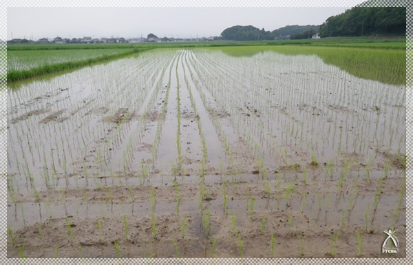 段積していた苗を広げる苗広げの後、5日ほど覆いをかけます。すずめ除けと苗の育成に役立ちます。（写真は覆いをとるところ）