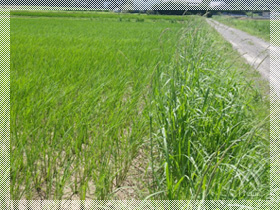 田植えからしばらく経った頃の稲の様子。まだ畦(あぜ)の草の方が勢いがありますね。