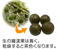 生の羅漢果は青く、乾燥すると茶色くなります。