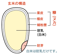 玄米の構造