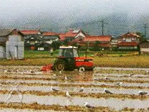 田植えの準備中に群がる海鳥