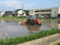 田植え