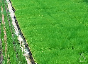 三和農産の田の写真