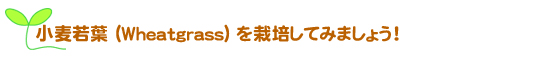 麦若葉（wheatgrass）を栽培してみましょう！