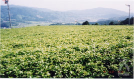 茶葉収穫
