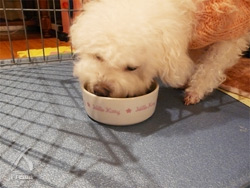 ウェナー:食べるのに、もう夢中♪
