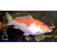 月のしずく：おだやかに育つ鯉と熱帯魚