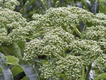 巣みつの中の蜂蜜は「からす山椒」の花の蜜です。