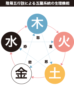 陰陽五行説による五臓統の生理機能