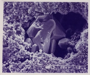 化石サンゴ 多孔質電子顕微鏡写真