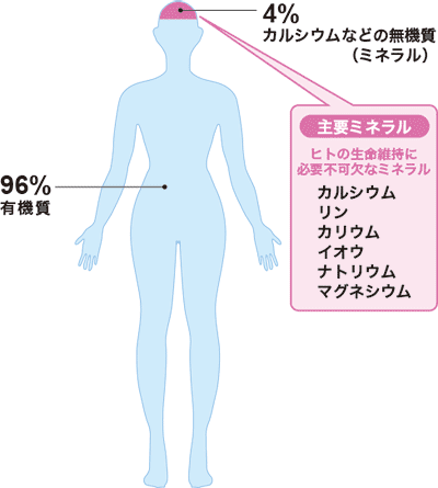 4% カルシウムなどの無機質（ミネラル）　主要ミネラル　ヒトの生命維持に必要不可欠なミネラル　カルシウム　リン　カリウム　イオウ　ナトリウム　マグネシウム　96%有機質