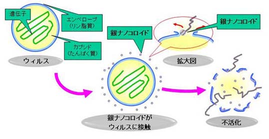 抗ウィルス性の作用