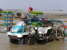 床田植え