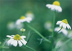 クレーネ：最上川の河川敷に咲く花