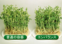 とうみょう鮮度保持実験