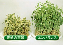 とうみょう鮮度保持実験14日後