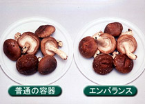 しいたけ鮮度保持実験