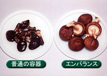 しいたけ鮮度保持実験21日後