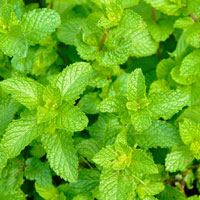 エチケットＤｅｏパウダー ティトゥリーミント／12g