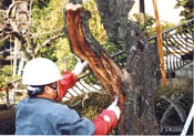 腐朽進行の状態