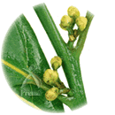 カサブ石鹸：ローレルの茎と実