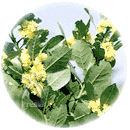 カサブ石鹸：ローレルの花