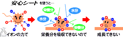 安心シートを使うと...イオンの力で栄養分を吸収できないので成長できない