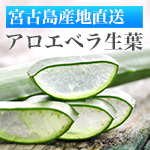 珊瑚の島の健康美容野菜アロエベラ生葉