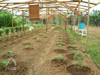 無農薬栽培試験場（フィリピン）の写真